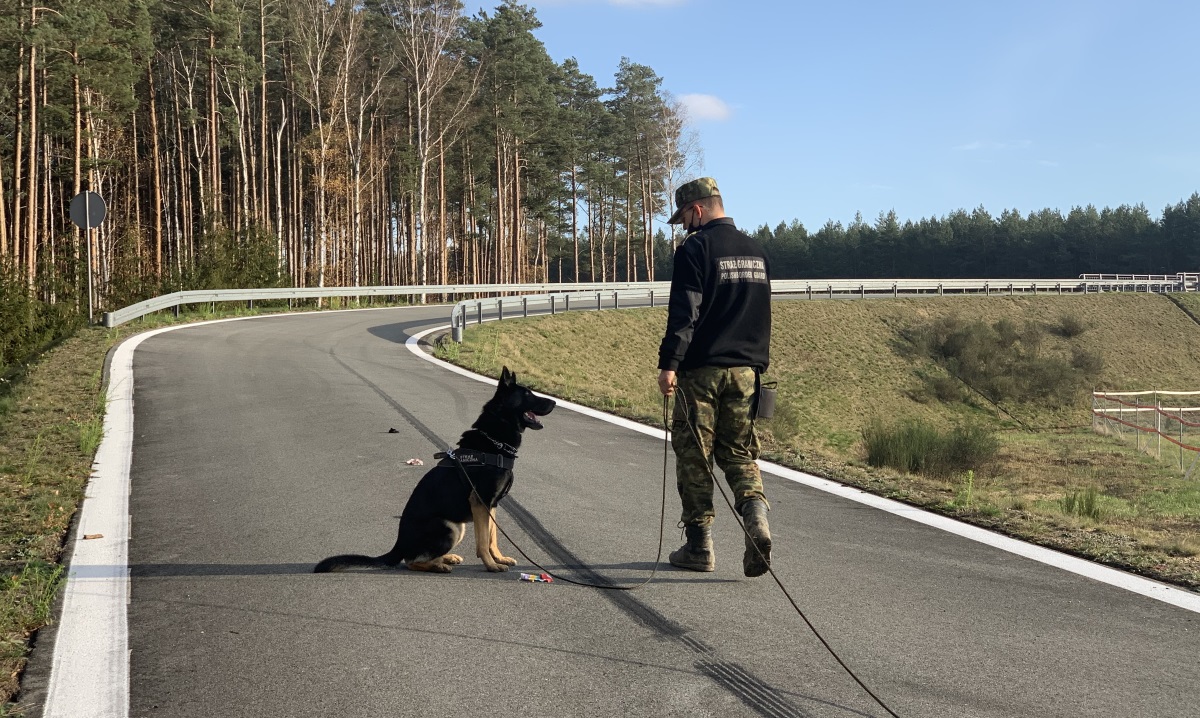 Funkcjonariusz Straży Granicznej z psem służbowym w trakcie szkolenia.