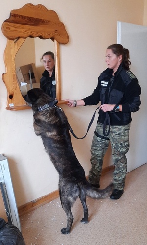 Kurs doskonaląco-atestacyjny przewodników psów specjalnych do wyszukiwania narkotyków