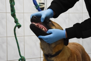 Szkolenie specjalistyczne z zakresu kynologii służbowej przewodników psów specjalnych do wyszukiwania materiałów wybuchowych i broni