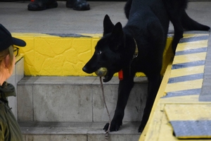 Szkolenie specjalistyczne z zakresu kynologii służbowej przewodników psów specjalnych do wyszukiwania materiałów wybuchowych i broni