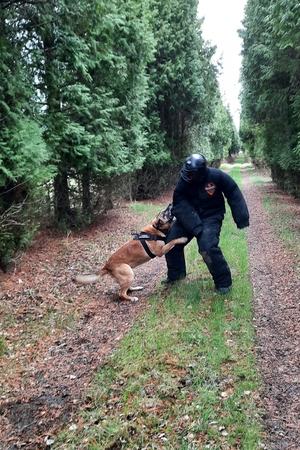 Kursy doskonaląco-atestacyjne dla przewodników psów patrolowo-obronnych oraz przewodników psów specjalnych do wyszukiwania narkotyków
