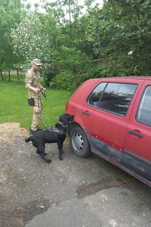 Kolejna edycja kursu doskonaląco-atestacyjnego dla przewodników psów służbowych w specjalności do wyszukiwania materiałów wybuchowych i broni