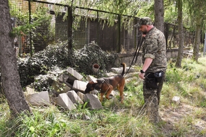 Kolejna edycja kursu doskonaląco-atestacyjnego przewodników psów specjalnych do wyszukiwania materiałów wybuchowych i broni