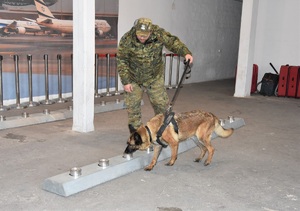 Zakończenie kursu doskonaląco-atestacyjnego przewodników psów specjalnych do wyszukiwania materiałów wybuchowych i broni