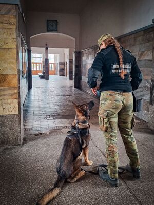 Funkcjonariuszka SG stojąca tyłem z psem w budynku dworca kolejowego Funkcjonariuszka SG stojąca tyłem z psem w budynku dworca kolejowego