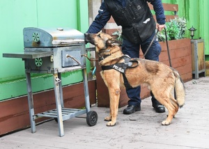 Funkcjonariusz Policji z psem służbowym podczas szkolenia Funkcjonariusz Policji z psem służbowym podczas szkolenia