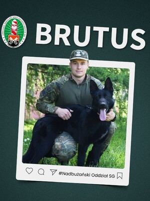 Funkcjonariusz z Nadbużańskiego Oddziału SG z psem BRUTUS Funkcjonariusz z Nadbużańskiego Oddziału SG z psem BRUTUS