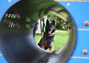 IV Międzynarodowe Zawody Kynologiczne 2025