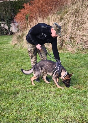 Zakończenie kursów doskonaląco-atestacyjnych przewodników psów tropiących i tropiąco-patrolowych Funkcjonariusz SG wraz z psem służbowym podczas egzaminu