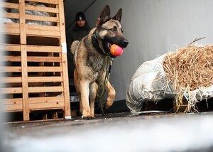 Rozpoczęcie szkolenia specjalistycznego z zakresu kynologii służbowej przewodników psów tropiąco - patrolowych Rozpoczęcie szkolenia specjalistycznego z zakresu kynologii służbowej przewodników psów tropiąco - patrolowych