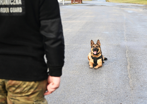 Zakończenie kursów doskonaląco-atestacyjnych przewodników psów tropiących, tropiąco-patrolowych i patrolowo-obronnych. Zakończenie kursów doskonaląco-atestacyjnych przewodników psów tropiących, tropiąco-patrolowych i patrolowo-obronnych.
