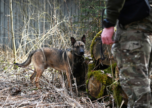 Szkolą się u nas policyjne psy służbowe Szkolą się u nas policyjne psy służbowe