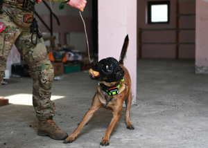 Szkolą się u nas policyjne psy służbowe Szkolą się u nas policyjne psy służbowe