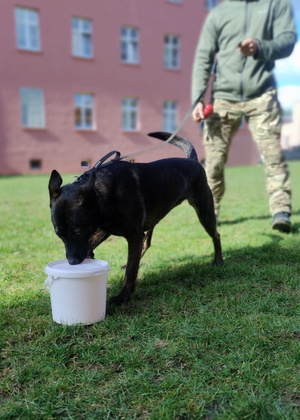 Szkolą się u nas policyjne psy służbowe Szkolą się u nas policyjne psy służbowe