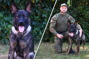 Funkcjonariusz-Warmińsko-Mazurski Oddział SG z psem COSMO 
