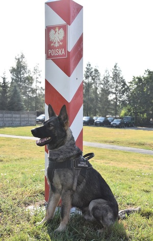Kurs doskonaląco-atestacyjny dla psów tropiących, patrolowych oraz tropiąco-patrolowych Kurs doskonaląco-atestacyjny dla psów tropiących, patrolowych oraz tropiąco-patrolowych